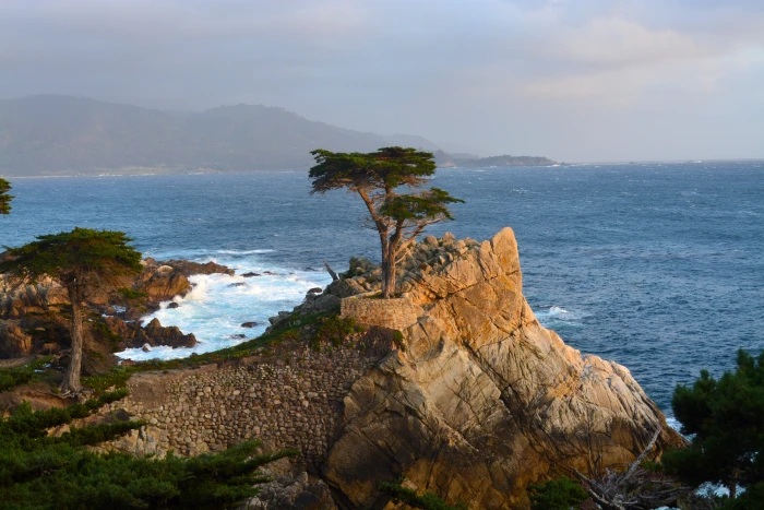 lone cypress monterey sea water rock object solid 2k 4k