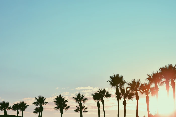 long beach united states cali california sunsets palm trees 2k 4k 5k
