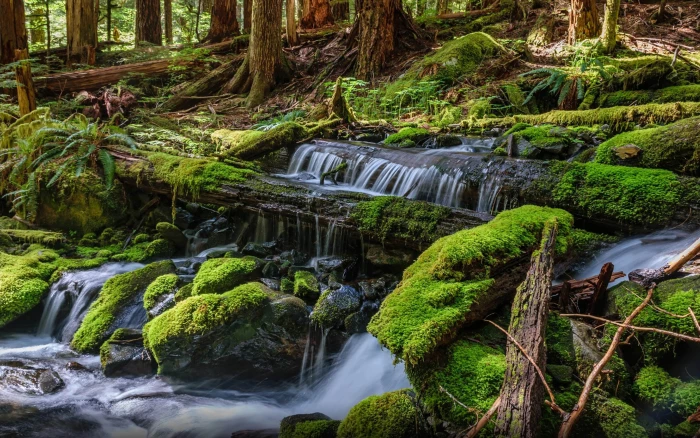 Olympic National Park In Washington Water Fall Green Moss Arp Fallen Trees Near Sol Duc Falls Landscape Nature Wallpaper Hd For Mobile Phones Computer 2k 4k