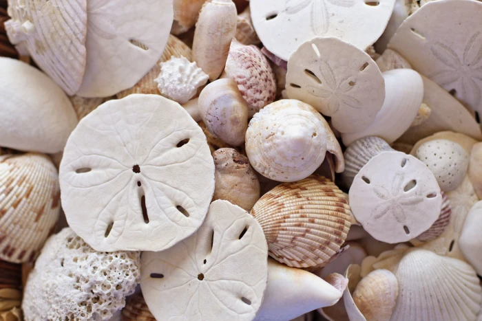photo of white seashells beach seaside sand dollars summer 2k 4k 5k