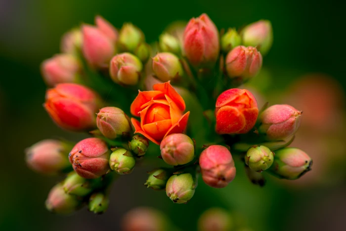 pink and red buds flowers nature plant close up petal 2k 4k 5k