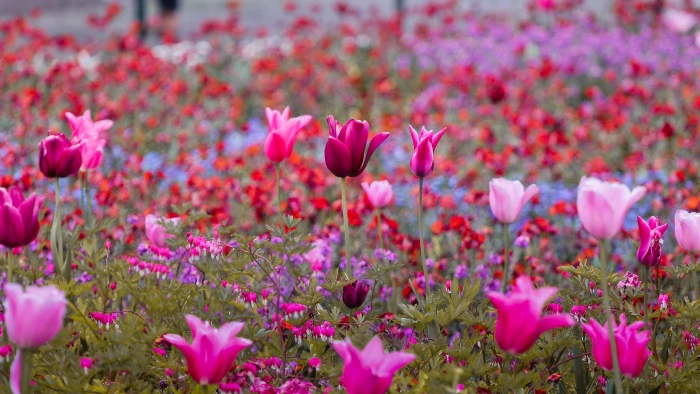 pink flower tulips jardin colores purpura rojo bordeau 2k 4k 5k