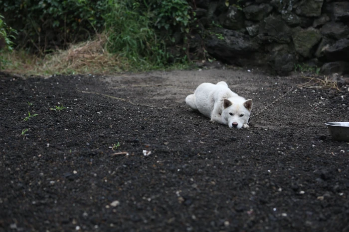 puppy dog pet dogs republic of korea progress korean jindo 2k 4k 5k