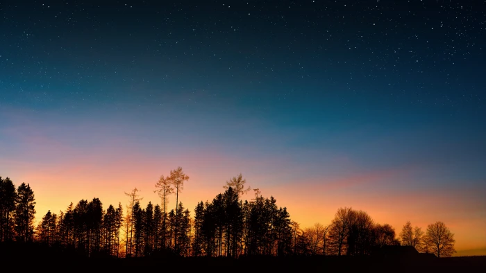 Silhouette Of Trees backlit dawn desktop backgrounds wallpaper 2k 4k 5k