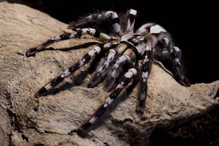 tarantula spider poecilotheria regalis hairy creepy phobia 2k 4k 5k