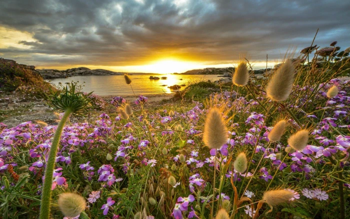 The Island Sardinia Italy Sunset Wildflowers Water Rocks Sand Clouds Beach Image For Desktop Hd Wallpaper Pc Tablet And Mobile 2k 4k