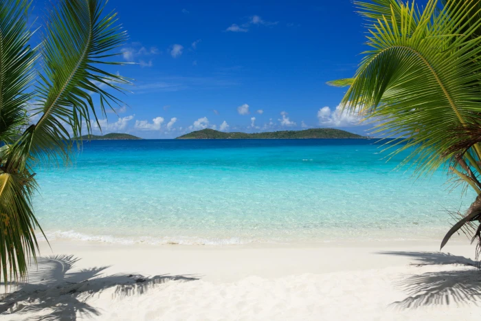 tropics beach palm trees sand 2k 4k