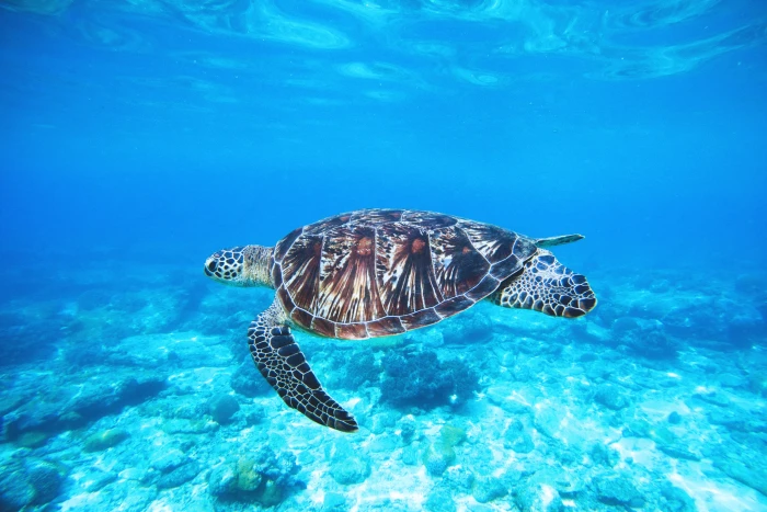 Turtle in ocean nature animals sea wild underwater blue 2k 4k