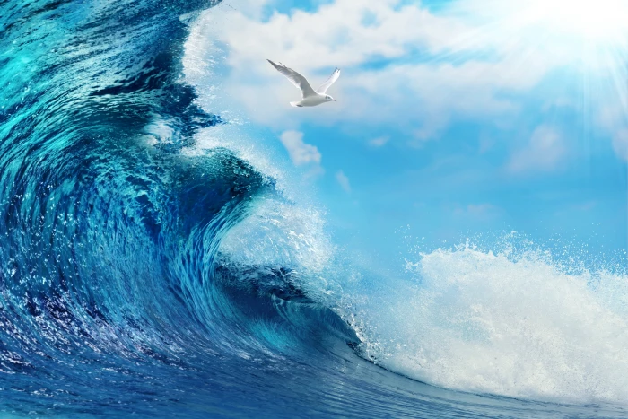 white bird and ocean waves digital wallpaper sea water the 2k 4k