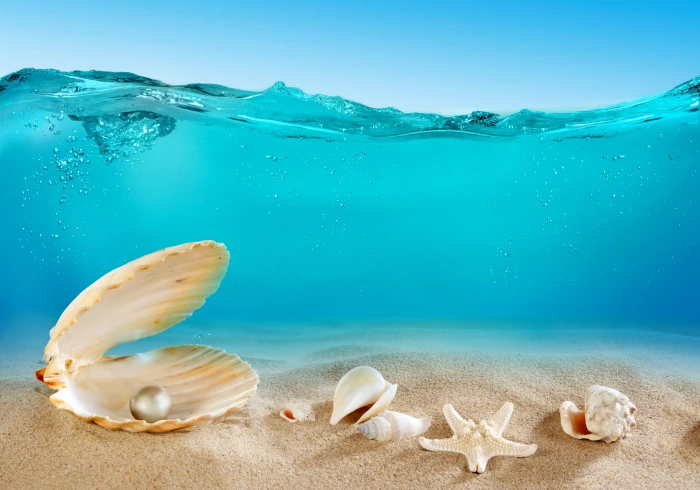 white pearl sand sea the ocean bottom shell underwater 2k 4k 5k