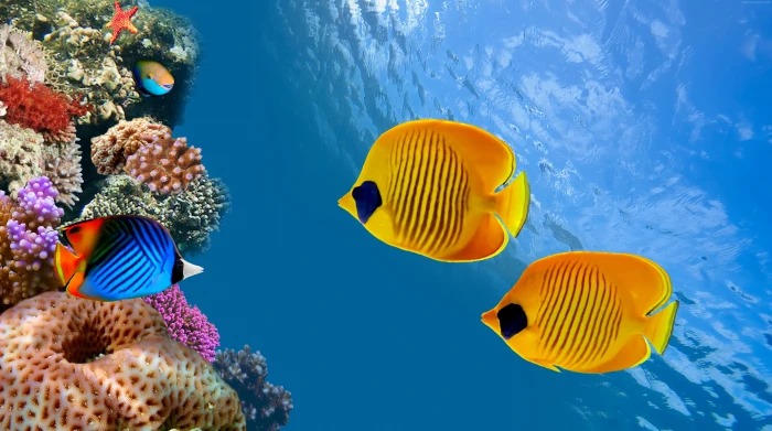 Ambergris Caye Australia tourism Costa Rica 2k 4k 5k