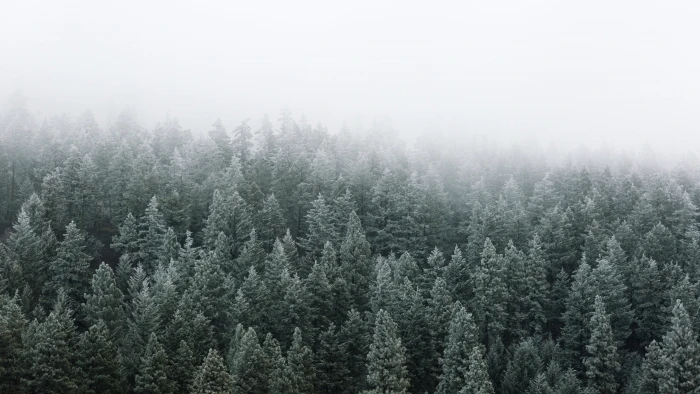 bed of pine trees fog frost morning Pacific Northwest nature 2k 4k 5k
