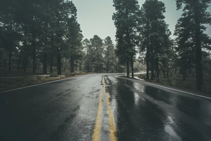 black concrete road during daytime wet rain trees plant nature 2k 4k 5k
