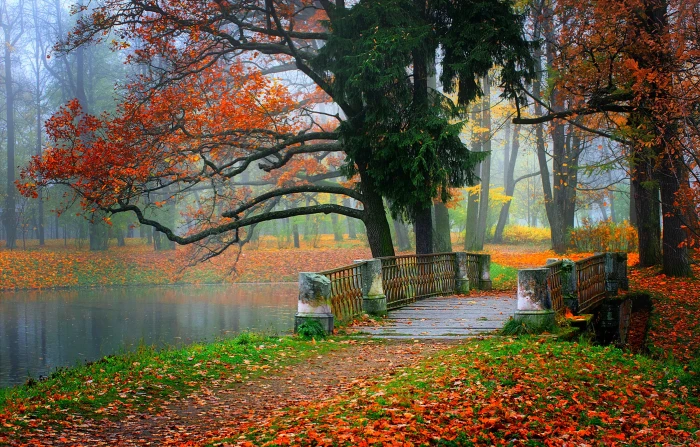 Colorful autumn park Nature river water forest trees leaves 2k
