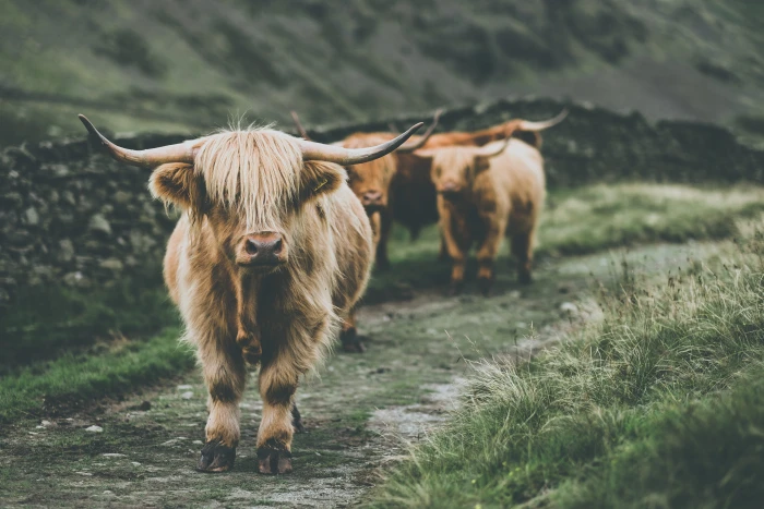 cow passing through grass brown yak nature highland cattle 2k 4k 5k