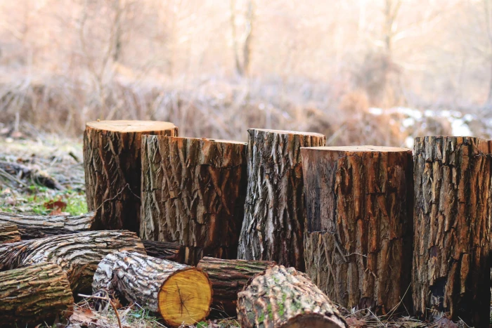 Depth of Field Photography Brown Tree Logs blurred background 2k 4k 5k