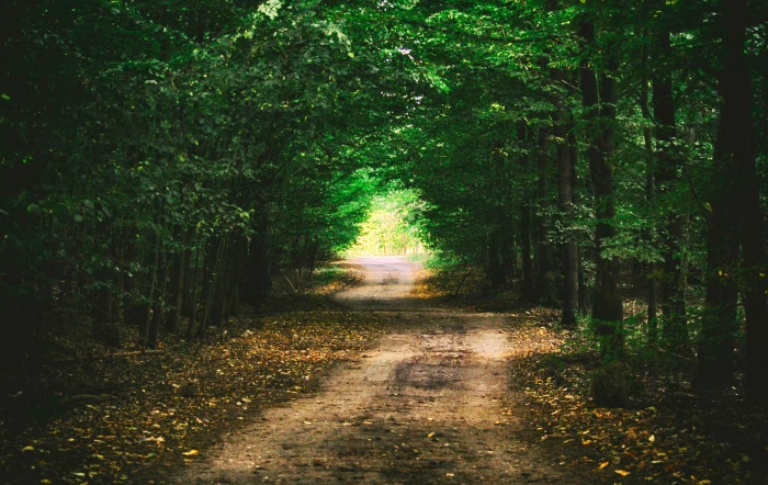 forest way landscape tree nature the path forests scenery 2k 4k
