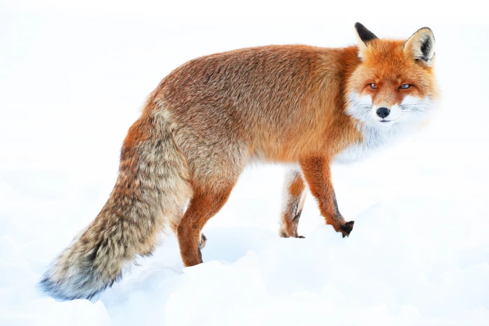 Fox snow Winter HD Animal 2k 4k 5k