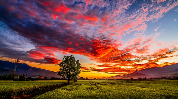 green grass field during golden hour Taiwan Tokina Tree Taitung 2k 4k