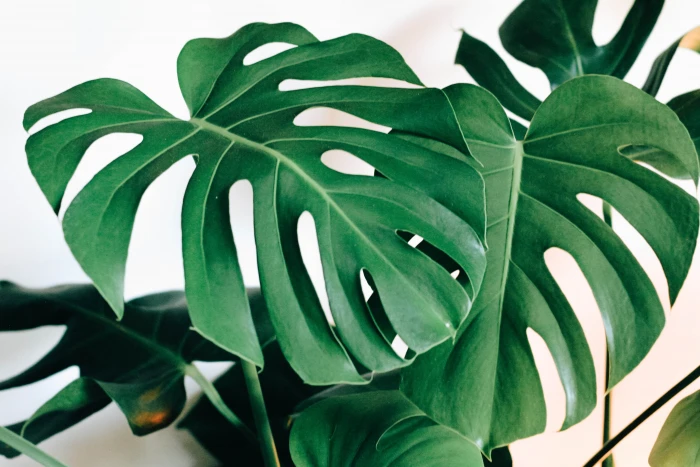 green leaf tree plant veins blossom flower white fern monstera 2k 4k 5k
