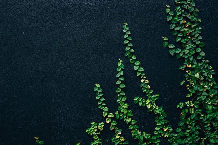 green leaf vines on black painted wall plant dark nature 2k 4k 5k