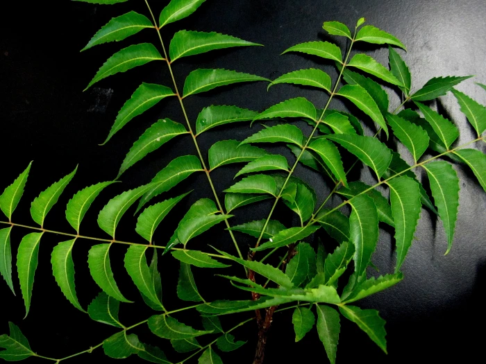 green leaves on black surface neem herb leaf nature 2k 4k