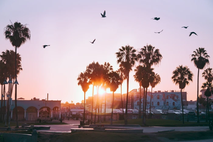 green palm trees dawn birds venice beach los angeles united states 2k 4k 5k