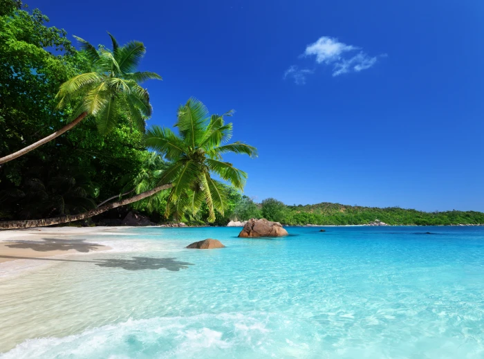 green palm trees sand sea beach the sky sun tropics 2k 4k
