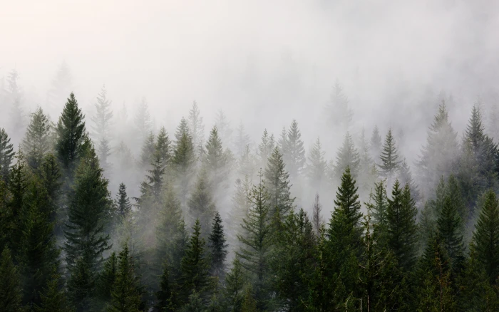 green pine trees with fog white smoke during day time 2k 4k 5k