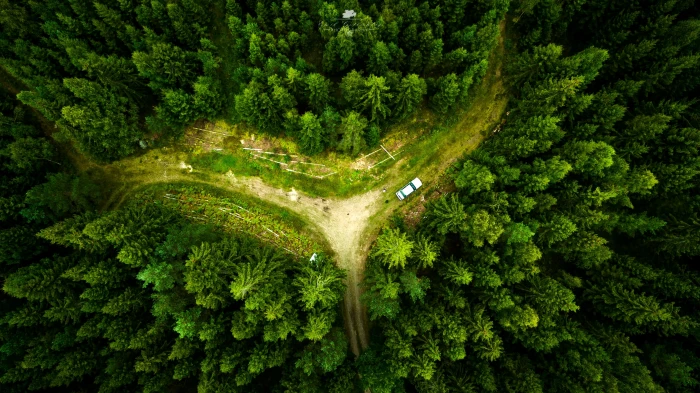 green pine trees drone landscape nature aerial view forest 2k 4k