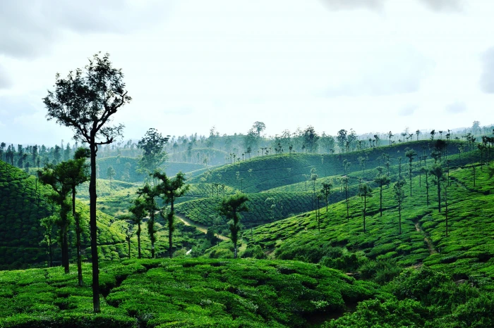 india valparai nature love wallpaper plant tree green color 2k 4k