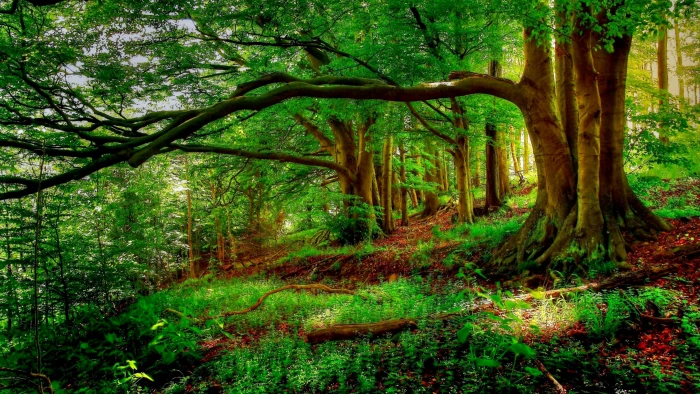 Landscape Trees New Forest Background Tree Hd Nature Wallp 2k 4k