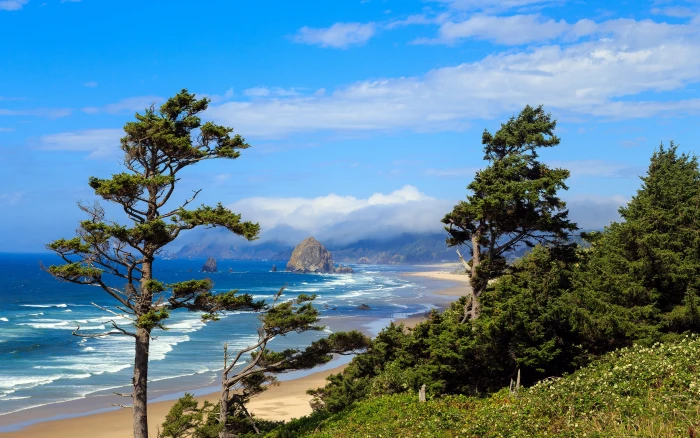 landscape nature photography morning beach sea sand trees 2k