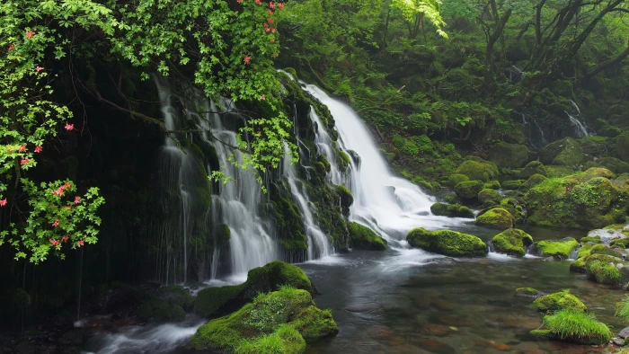 latest new nature scene plant beauty in 2k 4k