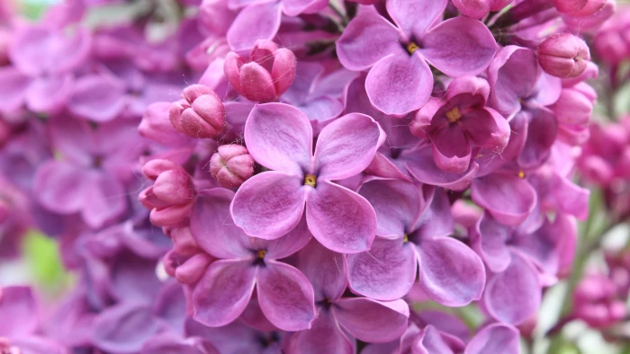 lilac purple flowers 2k 4k 5k