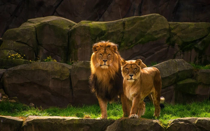 look nature stones rocks Leo pair wild cats lions lioness 2k 4k