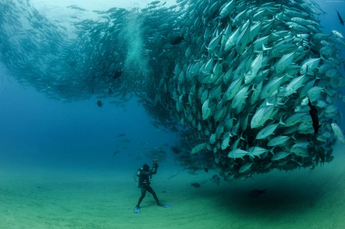New Guinea Worlds best diving sites Mexico Iceland Cabo Pulmo National Park 2k 4k