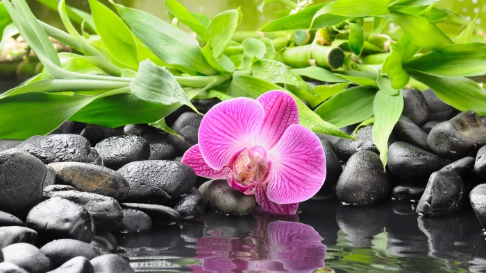 Orchid wallpaper pond 2k 4k 5k