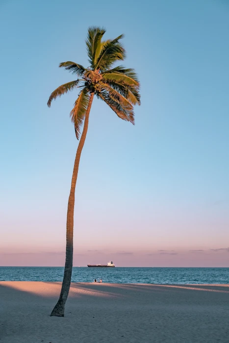 palm tree on seashore beach pastel relax sitting lone gradient 2k 4k