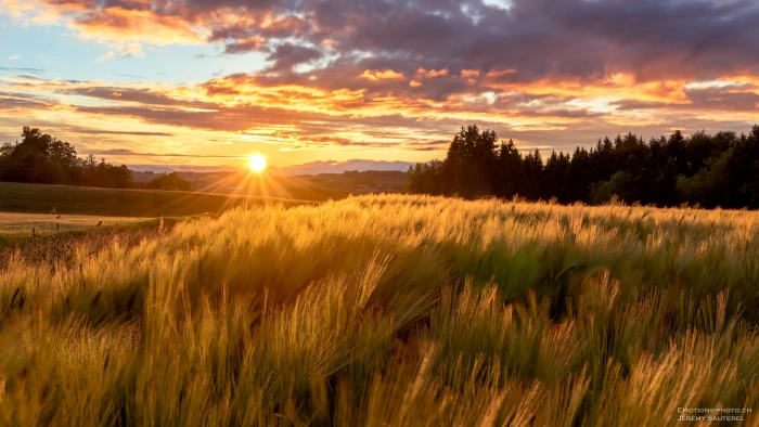 photograph of brown wheat field Sunset Vuisternens devant Romont 2k 4k 5k