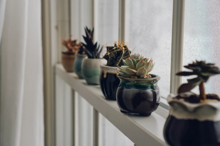 plant windowsill pot succulent cacti aesthetic house plants 2k 4k 5k