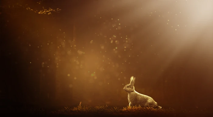 Rabbit Forest Bokeh Sunlight 2k 4k 5k 8k 10k