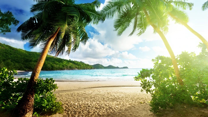 sea summer sandy beach coast sunlight ocean water tree 2k 4k