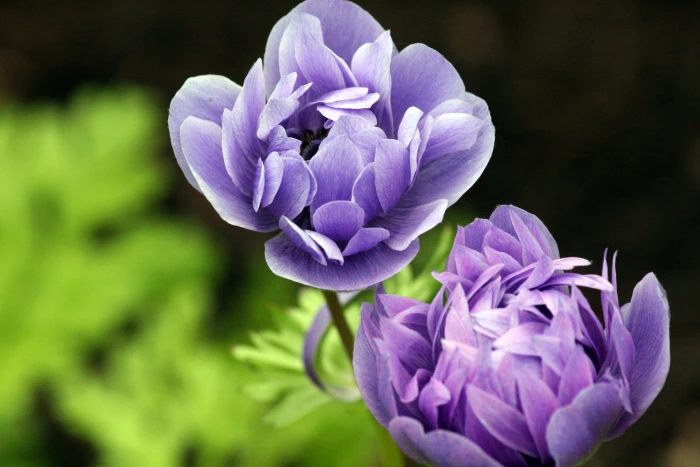 selective focus photography of purple petaled flower ranunculus 2k 4k