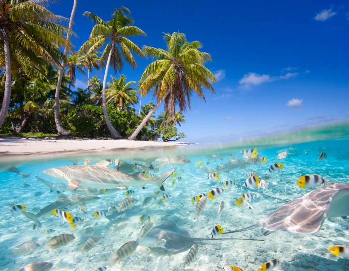 shoal of gray manta rays and major sergeant fishes sea beach 2k 4k