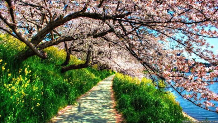 spring path tree blossom bloom nature plant flower cherry 2k 4k
