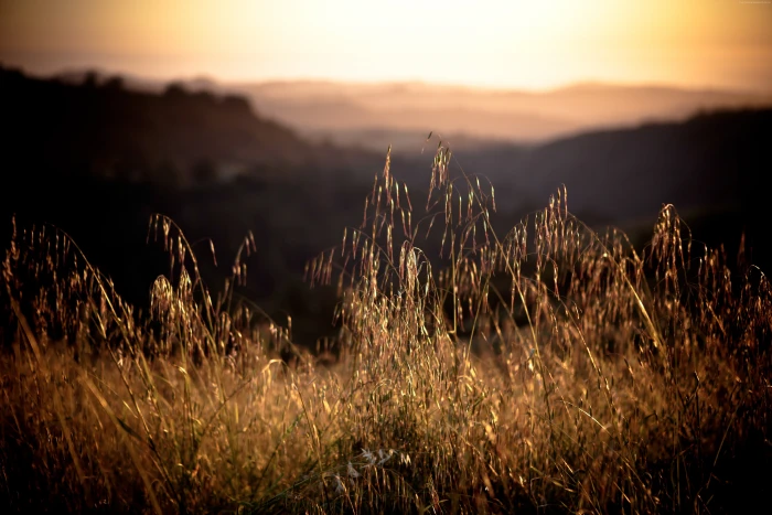 sunset grass California Field sky beauty in nature 2k 4k 5k