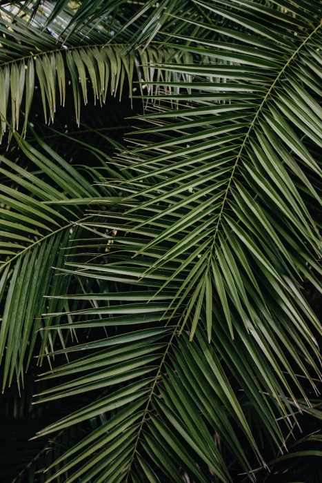 Tropical palm leaves floral pattern background summer green 2k 4k