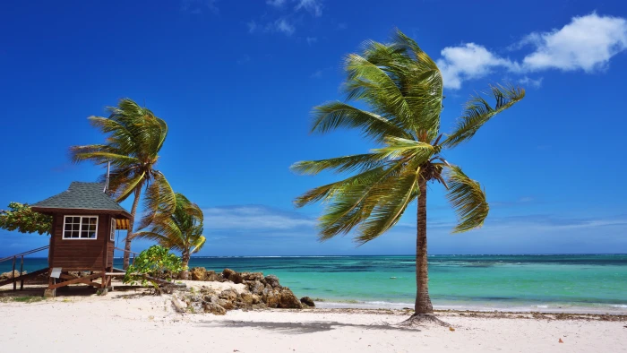 tropics caribbean palm tree beach ocean trinidad and tobago 2k 4k 5k