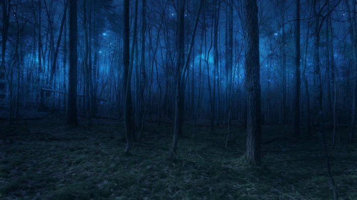 twilight forest nature woodland woods starlight tree 2k 4k